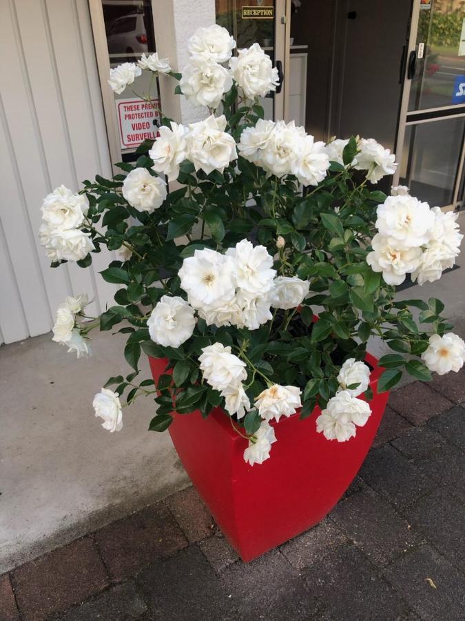 Rosetown Motel Te Awamutu Kültér fotó